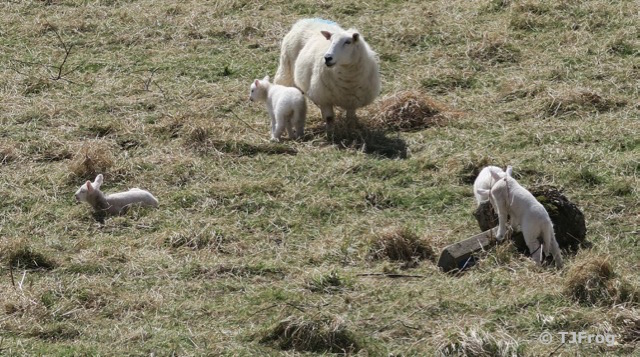 April Sheep